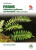Ferns - James Merryweather