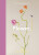 Flower. - Hoxton Mini Press