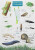 Garden Bugs and Beasties - Rebecca Farley-Brown
