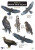 Guide to British Birds of Prey - Simon Norman,Hawk and Owl Trust