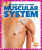 Muscular System - Karen Kenney