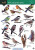 Park and garden birds - Rebecca Farley-Brown