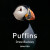Puffins - Drew Buckley
