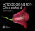 Rhododendron Dissected - 