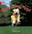 BIG CAT PHONICS - RUN JUMP - John Foster