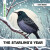 The Starling's Year - Caroline Petherbridge