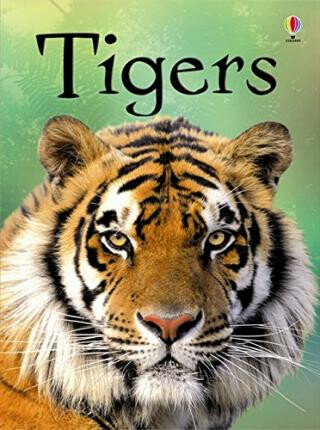 Tigers - James Maclaine