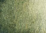 Akvarelová barva DS 1/2 – 109 Undersea Green - 