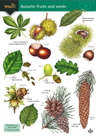 Autumn fruits and seeds - Rebecca Farley-Brown,Simon Norman