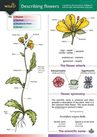 Describing Flowers - John Bebbington,Anne Bebbington