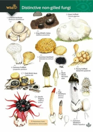 Distinctive non-gilled fungi - Geoffrey Kibby,Rebecca Farley-Brown,Stephen Docker