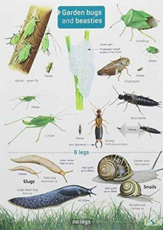 Garden Bugs and Beasties - Rebecca Farley-Brown