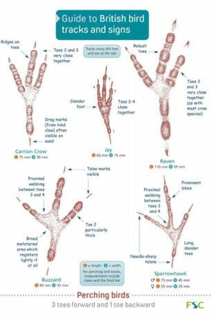 Guide to British bird tracks and signs - Dan Puplett