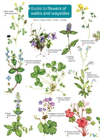 Guide to flowers of walks and waysides - Rebecca Farley-Brown