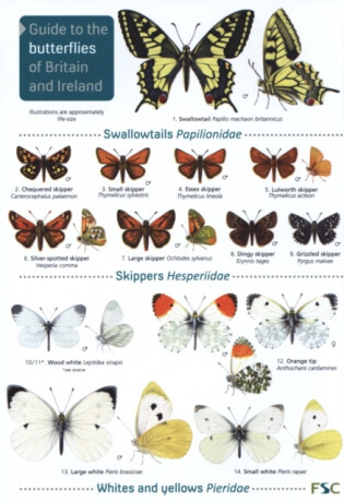 Guide to the butterflies of Britain and Ireland - John Bebbington