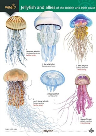 Jellyfish and allies of the British and Irish Coast - Rebekah Trehern