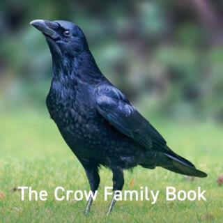 Nature Book Series: The Crow Family Book - Jane Russ