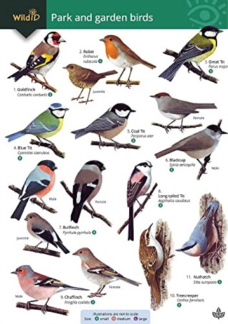 Park and garden birds - Rebecca Farley-Brown