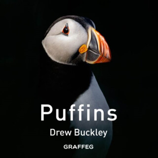 Puffins - Drew Buckley