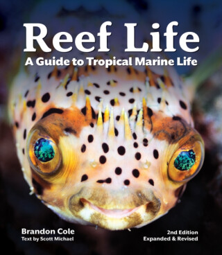 Reef Life - Michael Scott