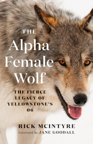 The Alpha Female Wolf - Rick McIntyre