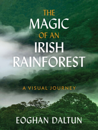 Magic of an Irish Rainforest - Eoghan Daltun