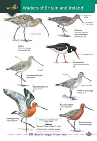 Wader of Britain and Ireland - Keith Offord,Stephen Docker